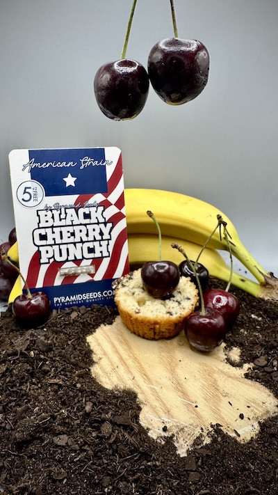 Balení semen Black Cherry Punch od Pyramid Seeds s třešněmi a ovocem zdůrazňujícími aroma odrůdy.